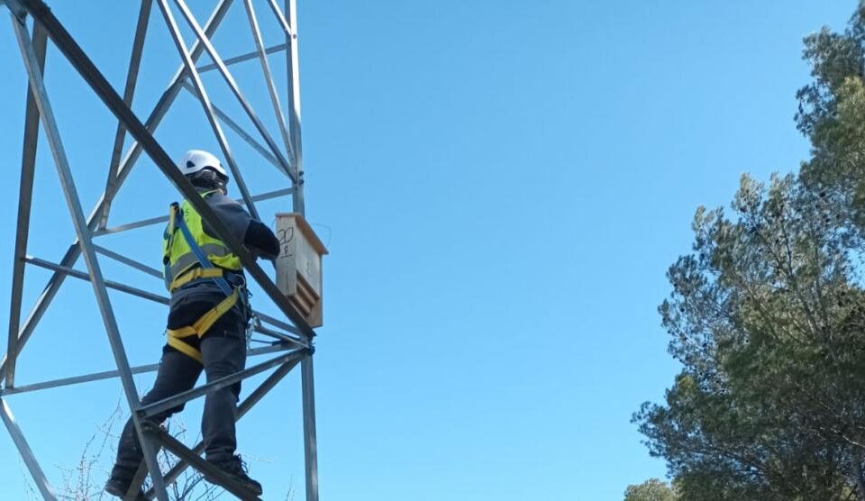 Trabajos en la línea eléctrica murciélagos