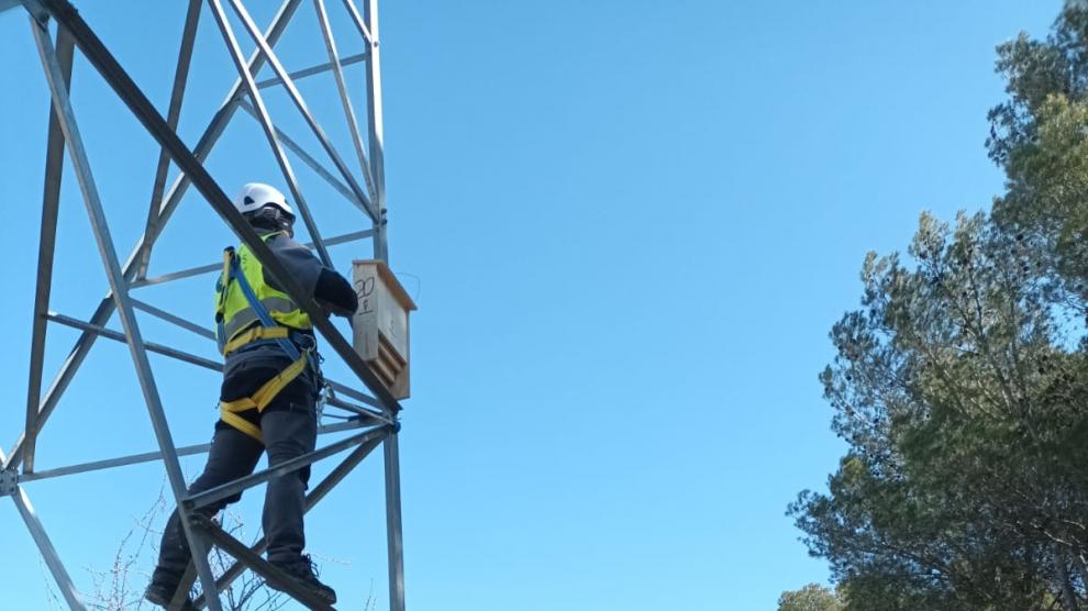 Trabajos en la línea eléctrica murciélagos