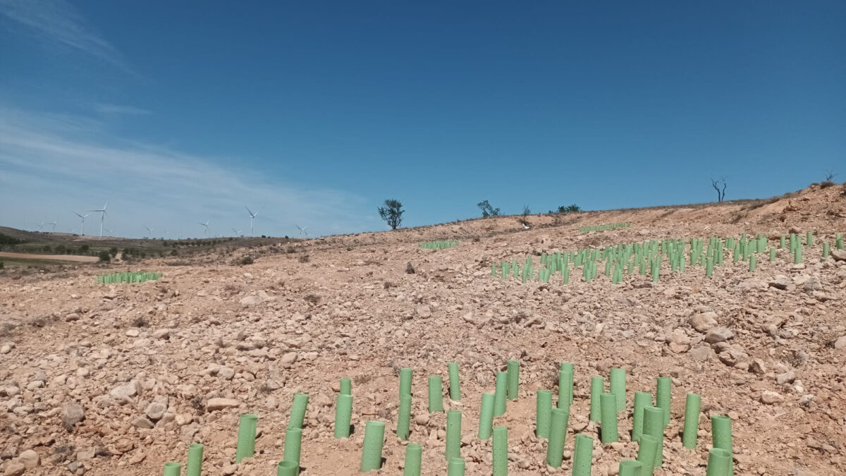 Plantación de especies en el entorno de un parque eólico en Azuara