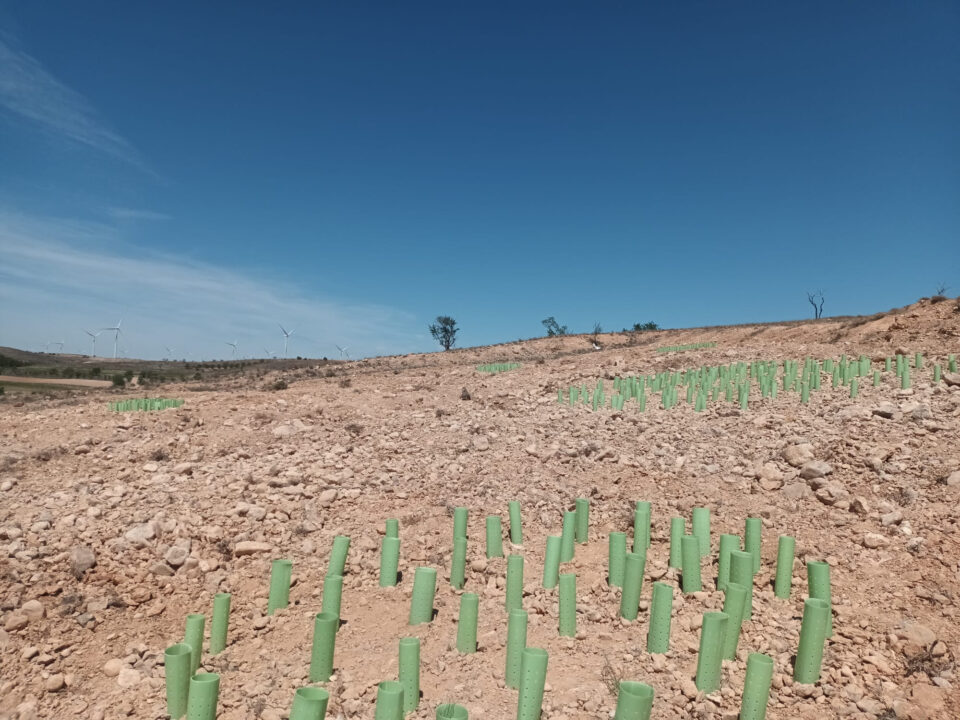 Plantación de especies en el entorno de un parque eólico en Azuara