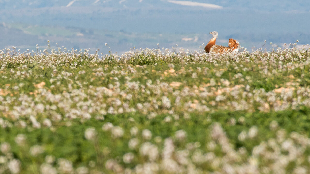 Athmos formaliza acuerdos para potenciar las poblaciones de aves esteparias