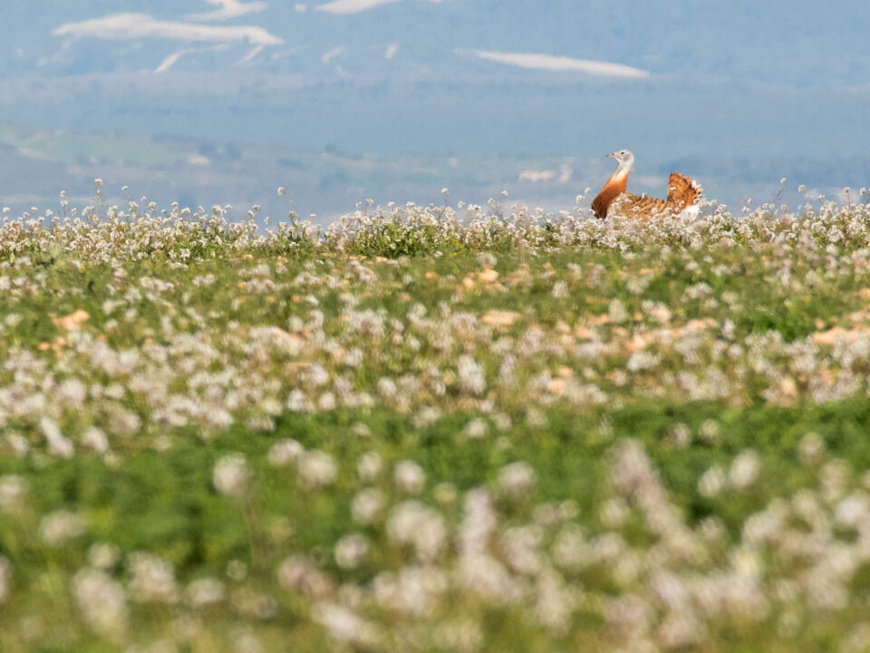 Athmos formaliza acuerdos para potenciar las poblaciones de aves esteparias